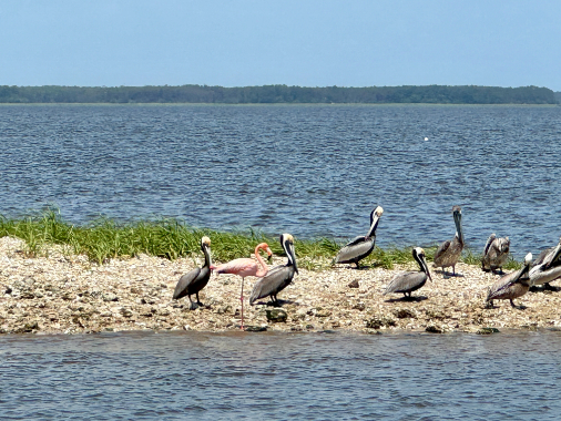 North Island Fishing Charters