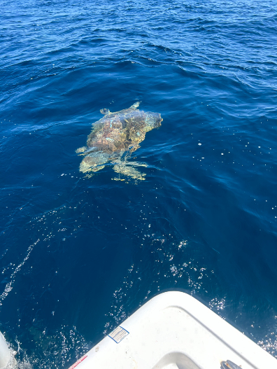 North Island Fishing Charters