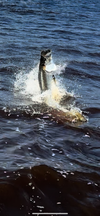 North Island Fishing Charters