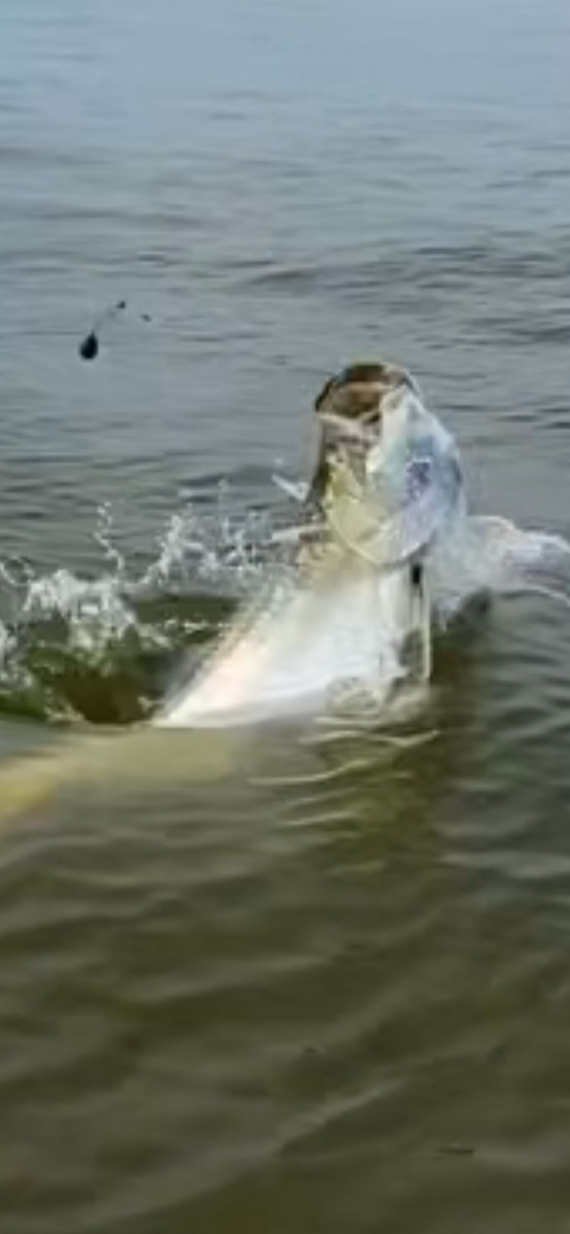 North Island Fishing Charters