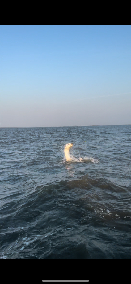 North Island Fishing Charters