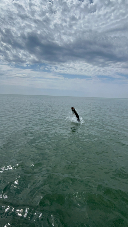 North Island Fishing Charters