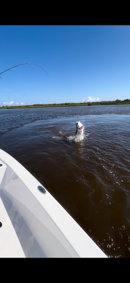 North Island Fishing Charters