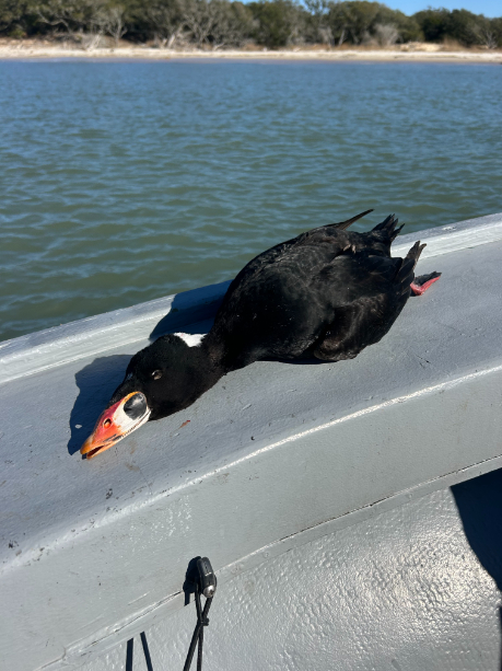 North Island Fishing Charters