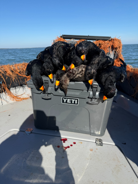 North Island Fishing Charters