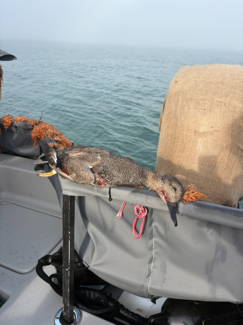 North Island Fishing Charters