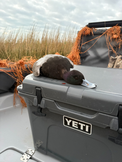 North Island Fishing Charters