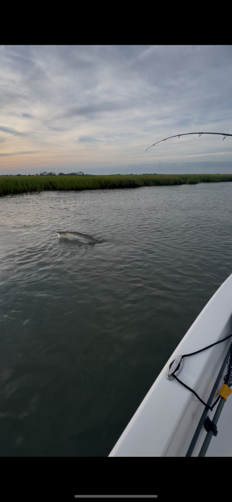 North Island Fishing Charters