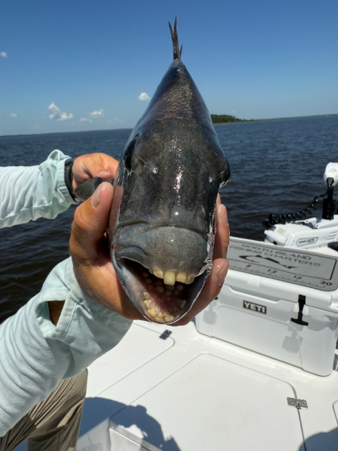 North Island Fishing Charters