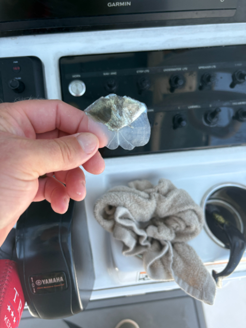 North Island Fishing Charters