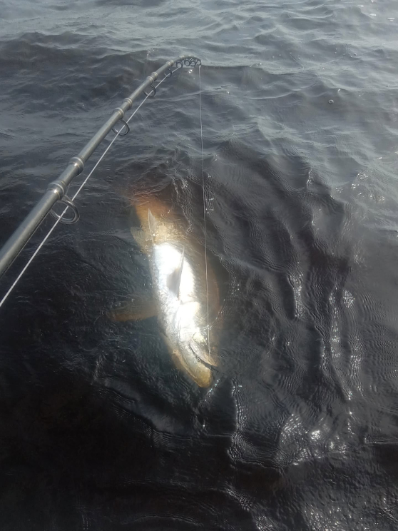 North Island Fishing Charters