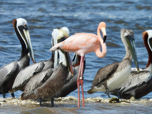 North Island Fishing Charters