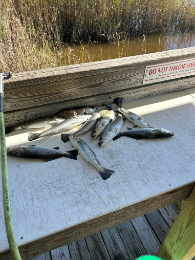 North Island Fishing Charters