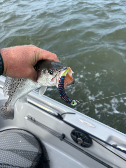 North Island Fishing Charters