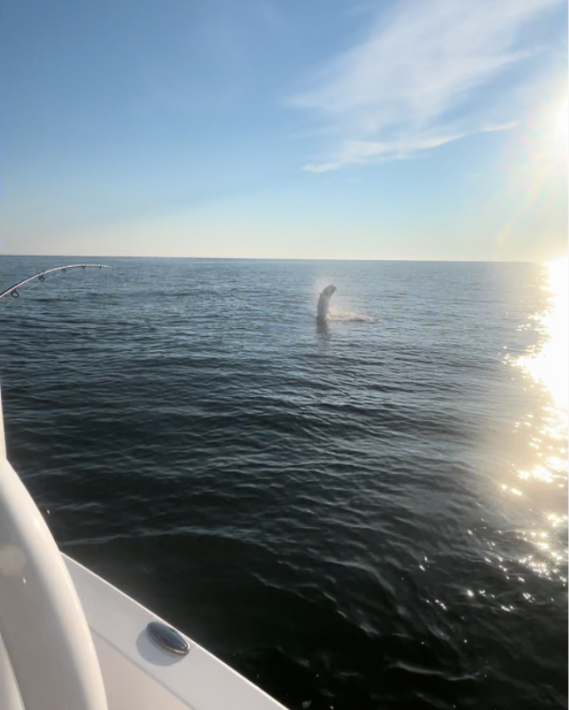 North Island Fishing Charters