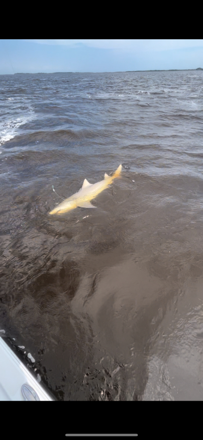 North Island Fishing Charters