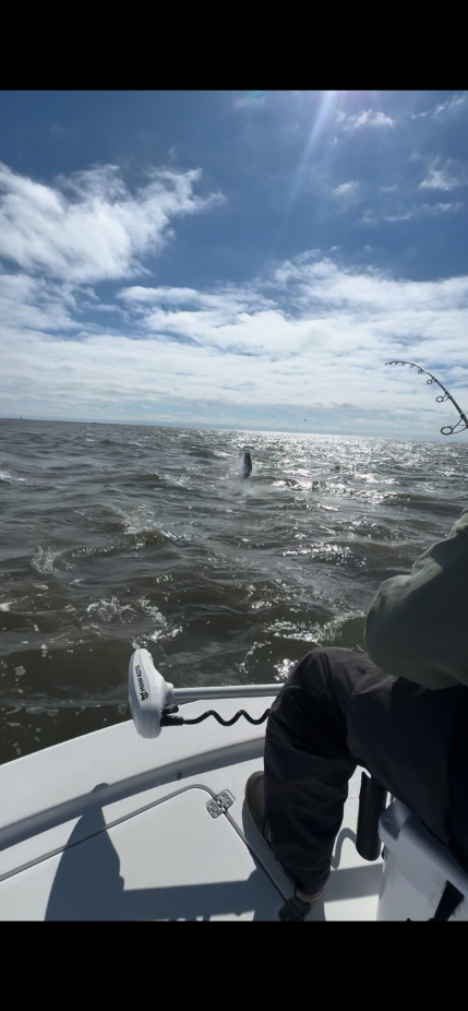 North Island Fishing Charters