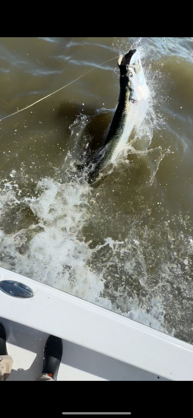 North Island Fishing Charters