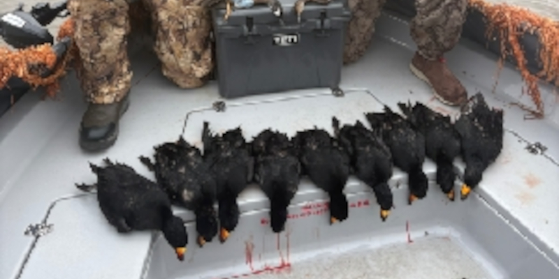 Duck Hunting in Georgetown, South Carolina